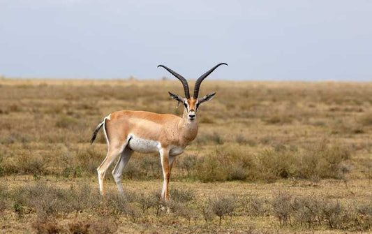 Wild species numbers in the Masai Mara drop by two thirds