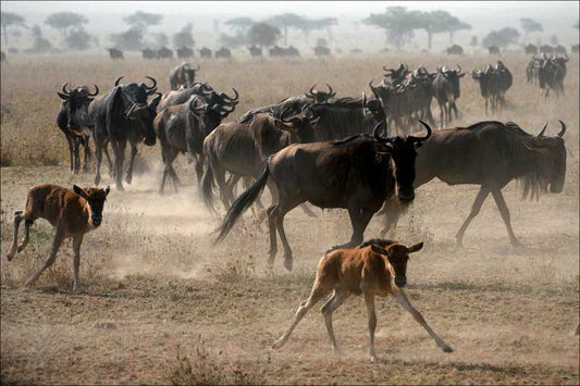 Serengeti World Heritage Site under threat from new highway
