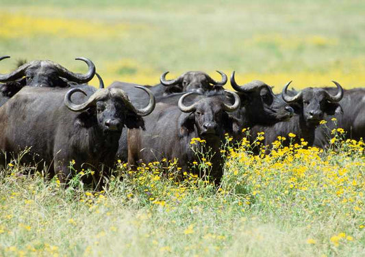 A Wildlife Corridor Under Severe Threat in the Kilombero Valley, Tanzania