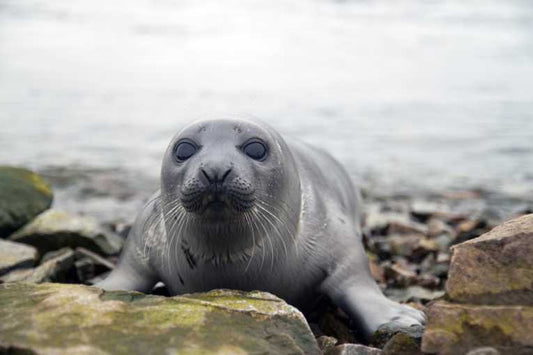 We may witness the end of the Canadian seal trade