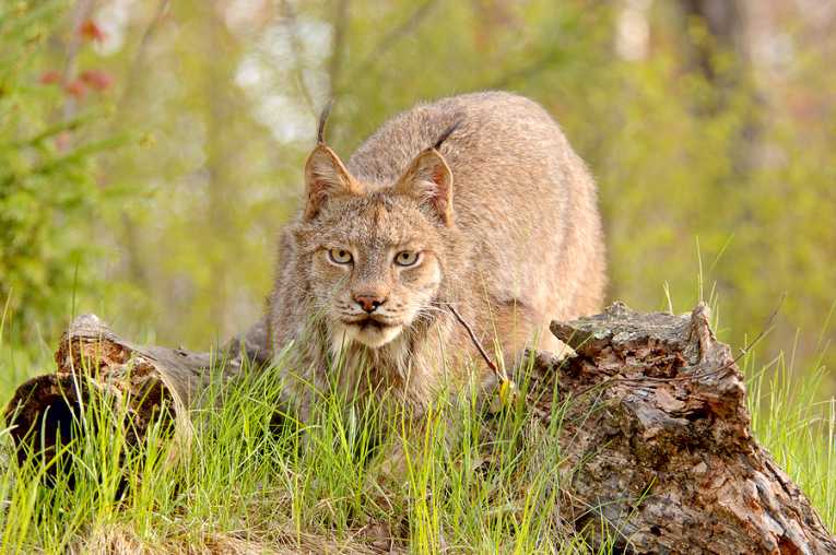 How wolves could save threatened lynx species