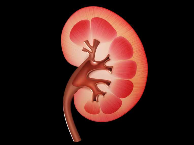 World Kidney Day -14th March