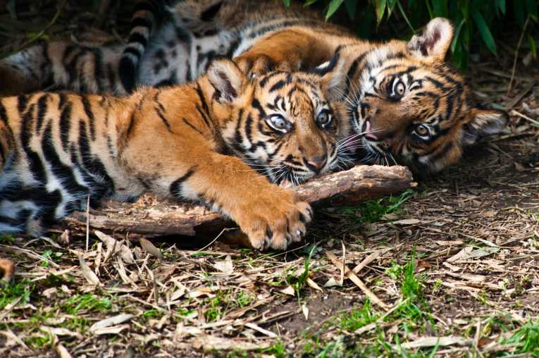 WWF releases rare footage of Sumatran tigers