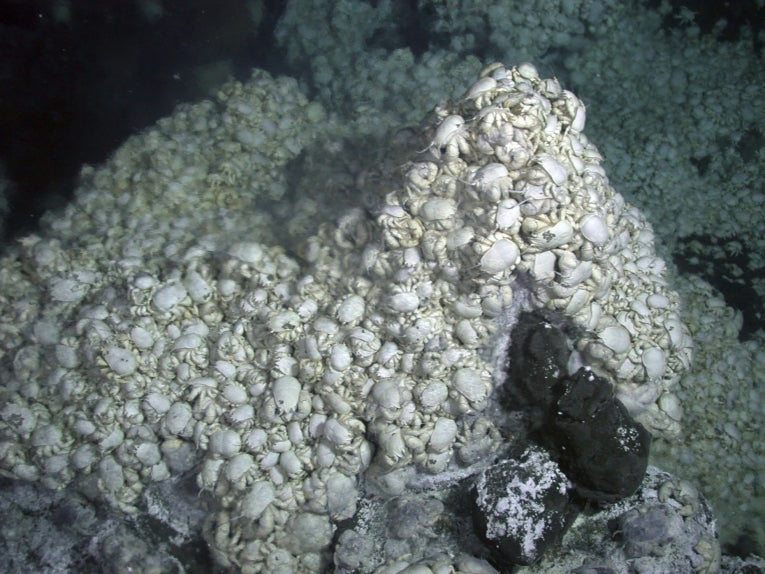 Yeti crabs colonised the deep sea