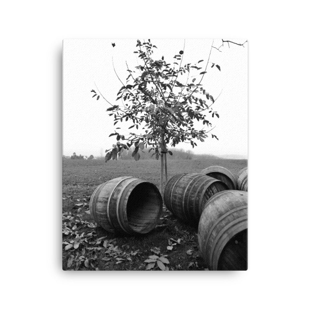 Oak Barrels and cherry tree - Canvas Print
