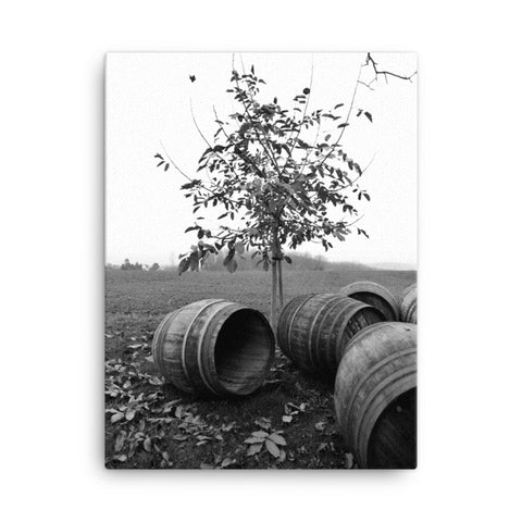 Oak Barrels and cherry tree - Canvas Print