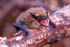 Rabid Bat